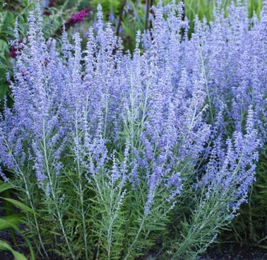 Perovskia atriplicifolia  Blue Jean Baby- перовския, руска салвия, компактна   (1630)